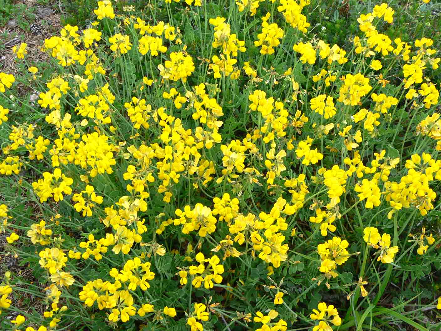 Fabacea da determinare - Coronilla sp.